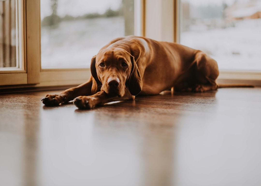 #31. Vizsla